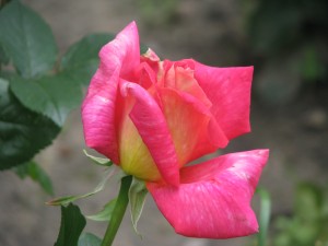 Dla wszystkich spragnionych wiosny- róża