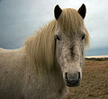 Grey_Icelandic_horse