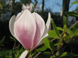 magnolia soulange'a