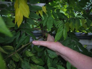 prawidłowe ciecie wisterii sinensis pokazano na fotografii, od kciuka do palca wskazującego