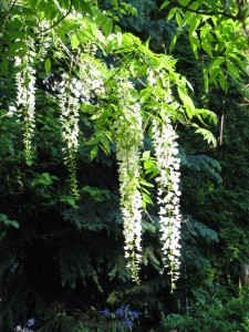 w maju zakwitła wisteria alba