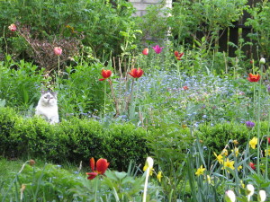 Mila monitoruje ogród od rana do wieczora